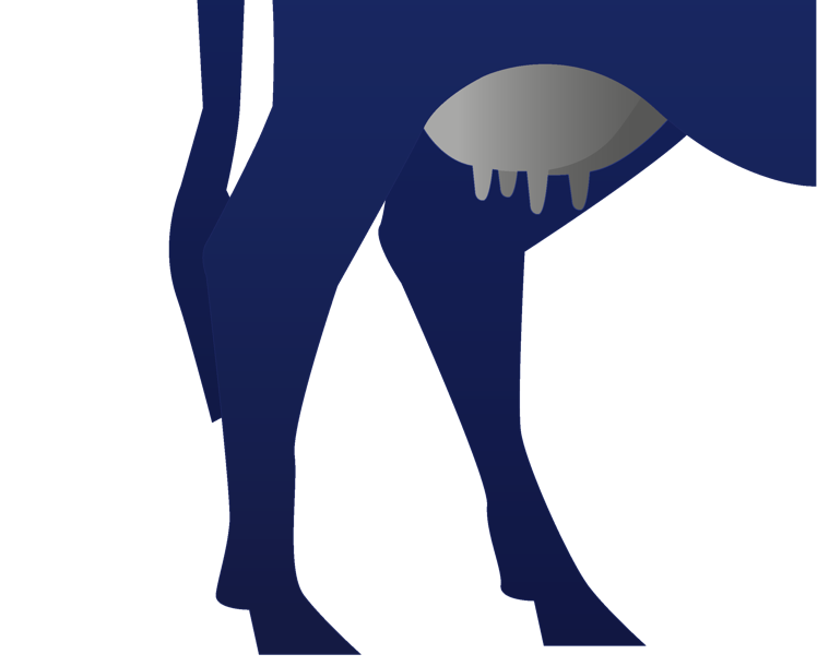 Illustration von Kuhbeinen und einem Euter in dunklem Blau auf weißem Hintergrund.